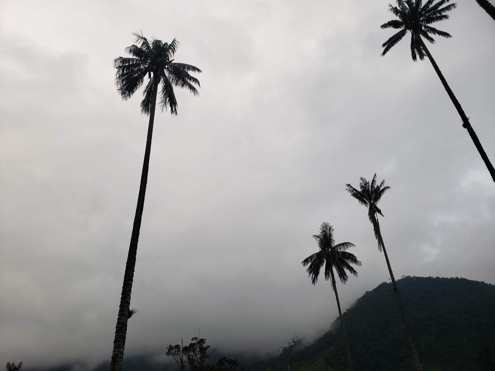 Colombia - valle del cocora