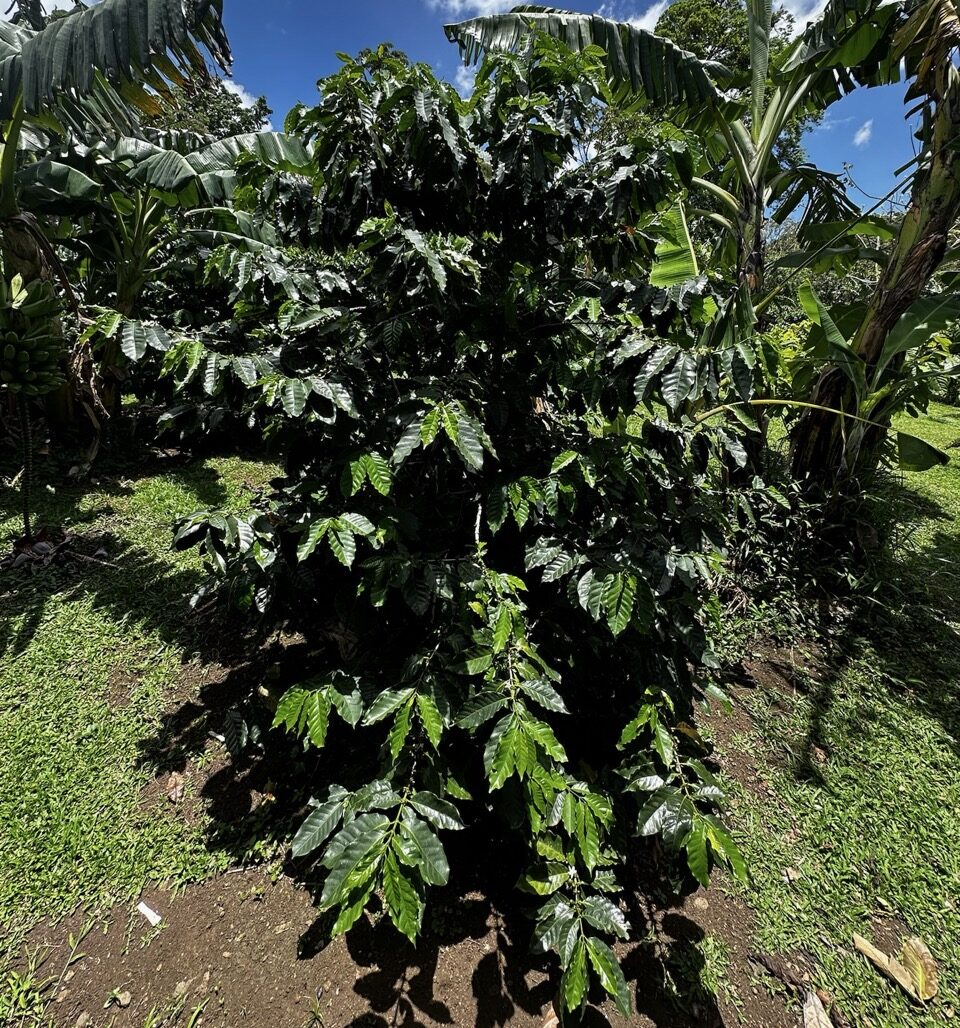 Planta de Café
