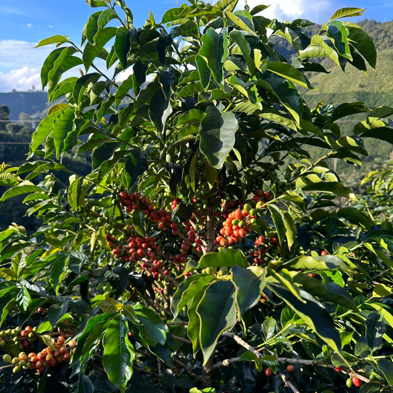 Colombia - Opita - Imagen 5