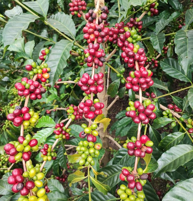 Colombia - Opita - Imagen 4